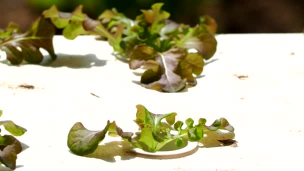 Hydroponická Zelenina Pěně Venkově Chiangmai Thajsko — Stock video