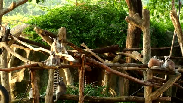 Ring Tailed Lemurs Sitting Tree Chiangmai Province Thailand — Stock Video