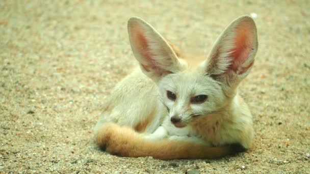Fennec Fox Ligger Marken Utomhus Chiangmai Thailand — Stockvideo