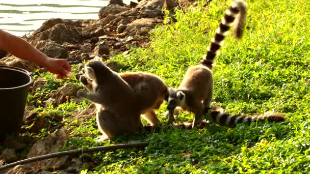 Los Lémures Cola Anillada Están Comiendo Comida Provincia Chiangmai Tailandia — Vídeo de stock