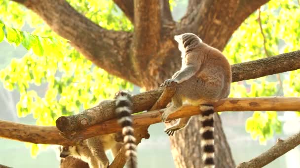 Les Lémuriens Queue Cerclée Sont Assis Sur Arbre Province Chiangmai — Video