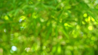 Bulanık ağaç yaprakları güneş ışığıyla, dışarıda Chiangmai Tayland