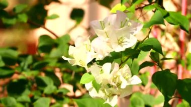 Bahçede Bougainvillea çiçekleri, dışarıda Chiangmai Tayland.