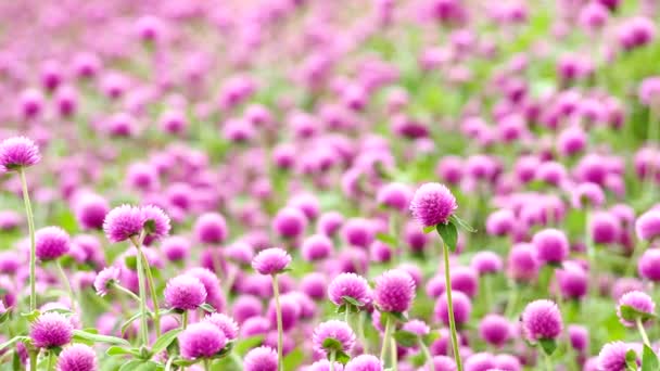 Globo Flores Amaranto Jardín Aire Libre Chiangmai Tailandia — Vídeo de stock