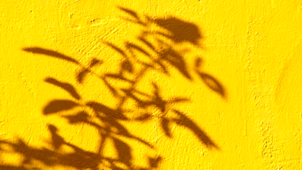 Leaves Shadow Wall Chiangmai Province Thailand — Stock Video