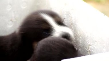 Yavru köpekler sepetlerde oynuyor, Chiangmai Tayland 'da..
