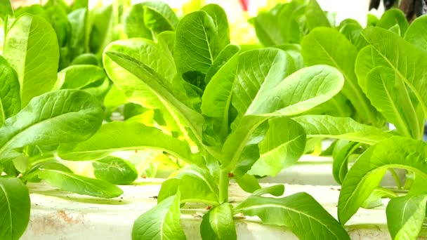 Hydroponisches Gemüse Auf Schaum Chiangmai Thailand — Stockvideo