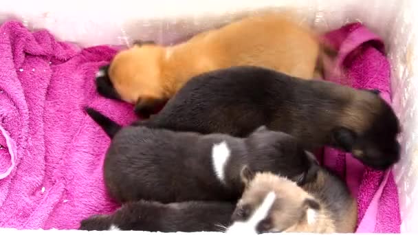Маленькі Собаки Грають Кошик Вдома Чіангмай Таїланд — стокове відео