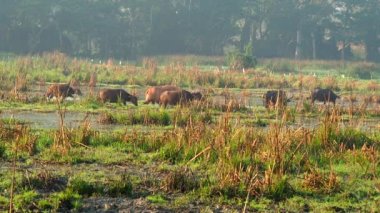 Tayland albino bufalosu sürüsü tarlada, Chiangmai Tayland kırsalında.
