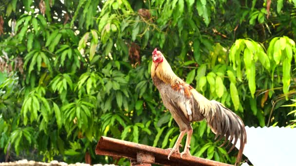 Ταϊλανδός Κόκορας Είναι Crowing Στην Οροφή Έξω Από Την Πόρτα — Αρχείο Βίντεο