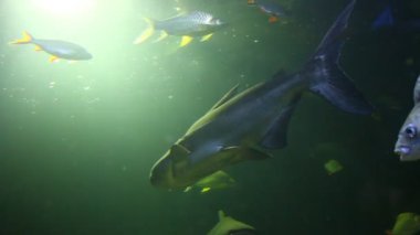 Akvaryumda, Chiangmai Tayland 'da bir sürü balık yüzüyor..