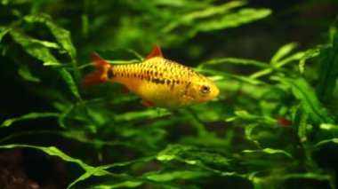 Küçük altın balık akvaryumda yüzüyor, Chiangmai Tayland 'da..