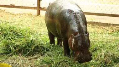 Pigme Hippopotamus dışarıda çimen yiyor, Chiangmai Tayland 'da..