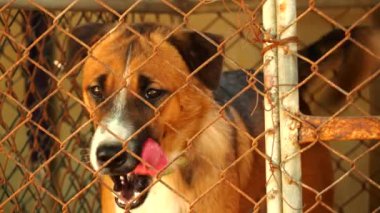 Yalnız köpek kafeste, Chiangmai Tayland 'da..