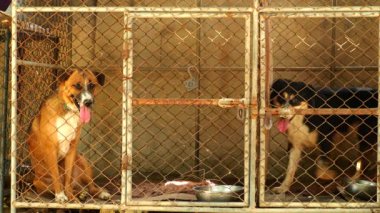 İki köpek kafeste, Chiangmai Tayland 'da..