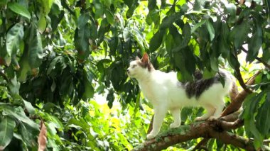 Bir kedi ağaçta bir kuşu pusuya düşürüyor, Chiangmai Tayland 'ın dışında..