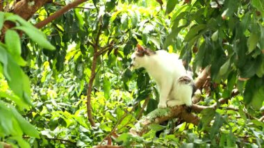 Bir kedi ağaçta bir kuşu pusuya düşürüyor, Chiangmai Tayland 'ın dışında..