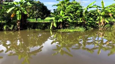 Muz ağaçları su üzerinde yansıyor, Chiangmai Tayland kanalında..