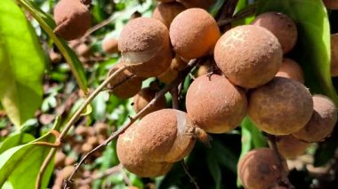 Arı ağaçta Longan meyvesi yiyor.