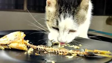 Bir kedi balık yiyor.