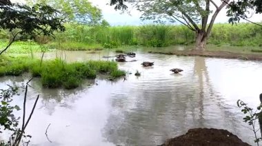 Bufalolar göle batıyor.