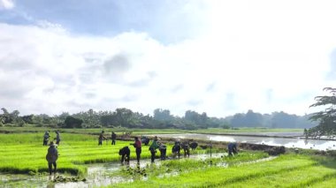 Çiftçiler pirinç ekiyor.