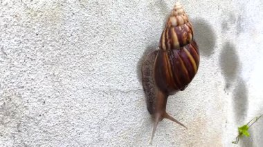 Bir salyangoz duvara tırmanıyor.