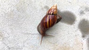 Bir salyangoz duvara tırmanıyor.