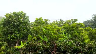 Yağmur yağarken ağaçların arka planı, Chiangmai Tayland.