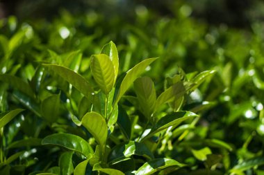 Parkta bahar çiçekleri