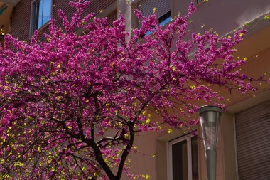 Parkta bahar çiçekleri