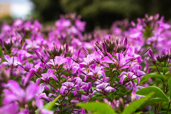 美しい花の庭と花のストックフォト — ストック写真