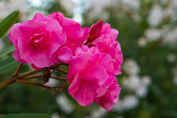 Güzel Bir Çiçek Bahçesi Çiçek Stoku Fotoğrafı — Stok fotoğraf