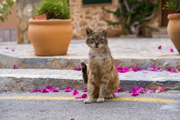 stock image Cute cat with flowers walking on a street stock photo