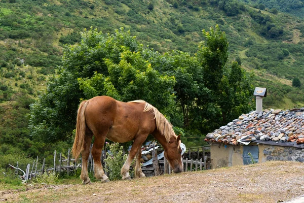 Cavalo Gentil Desfrutando Grama Bela Cena Prado — Fotografia de Stock