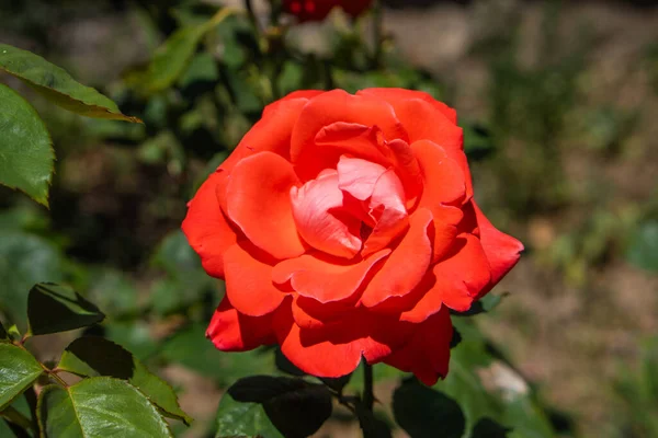 Belles Fleurs Rouges Une Vue Magnifique Plaisir Nature — Photo