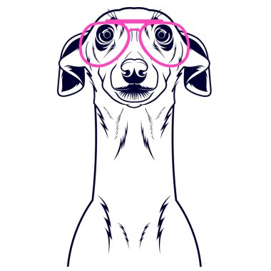 İtalyan bir tazının tasviri: Zarif ve zarif bir köpek