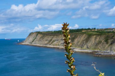 Muhteşem Kıyı Manzarası: Karanın Okyanusla Buluştuğu Güzel