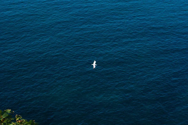Bird Soaring Ocean Graceful Flight Azure Waters — Stock Photo, Image