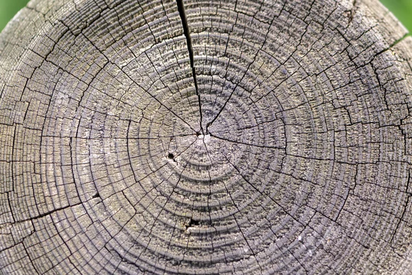 Cięcie Starego Pnia Drzewa Pierścienie Roczne Tekstura — Zdjęcie stockowe