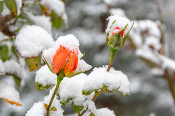 Ένα Κόκκινο Τριαντάφυλλο Μπουμπούκι Καλύπτεται Πρώτο Χιόνι Ένα Θολό Ουδέτερο — Φωτογραφία Αρχείου