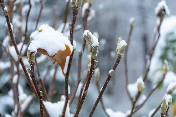 Snö Föll Oöppnade Gröna Bladen Och Knopparna Närbild Snöfall Och — Stockfoto