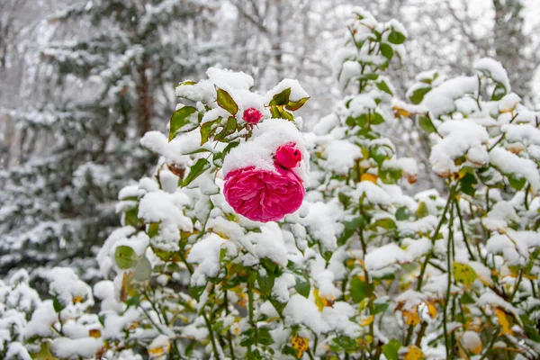 Den Första Snön Föll Rosenknopparna Suddig Bakgrund Naturen Närbild Snöfall — Stockfoto