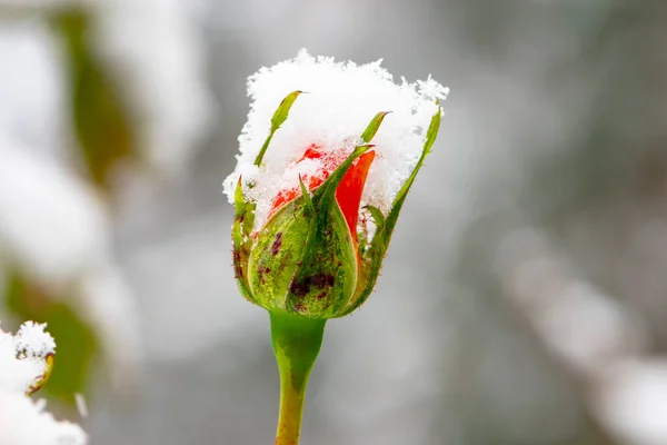 Ένα Κλειστό Μπουμπούκι Κόκκινου Τριαντάφυλλου Καλύπτεται Πρώτο Χιόνι Ένα Θολό — Φωτογραφία Αρχείου