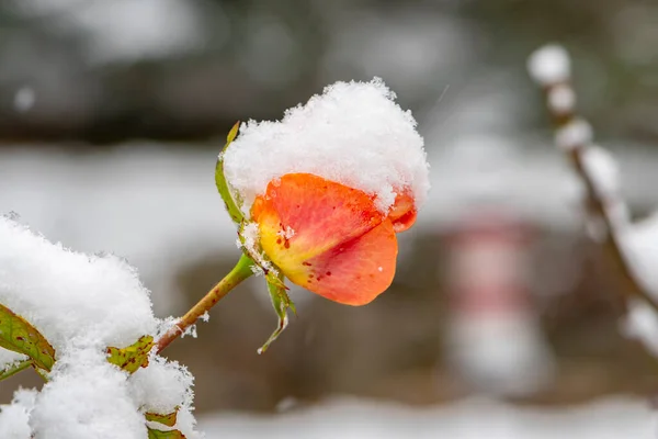 Pierwszy Śnieg Spadł Nieotwarte Pąki Róż Rozmytym Neutralnym Tle Natury — Zdjęcie stockowe