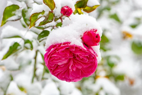 最初の雪は自然のぼやけて中立的な背景にバラの芽に落ちました 冬の降雪と降水量 暖房シーズンの始まり — ストック写真