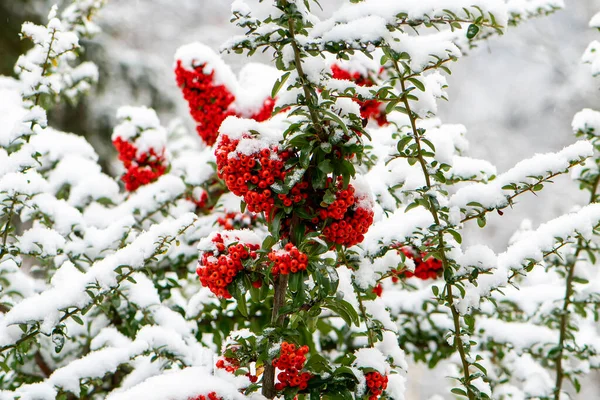 Czerwone Jagody Łabędzie Pokryte Pierwszym Śniegiem Koncepcja Początek Zimy Duży — Zdjęcie stockowe
