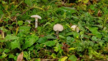Timelapse, Porcini Mantarları hygrophorus Cuphophyllus yeşil çimlerde yetişir. Porcini mantarlarının makro fotoğrafları. Doğal mantar yetiştirme. Ekoloji faaliyetleri.