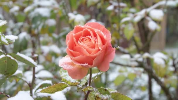 随着时间的流逝 雪花落在一朵玫瑰花上 第一场雪和霜冻 加热季节的开始 — 图库视频影像