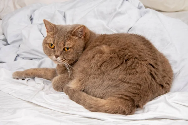 British shorthair cat on a white textured background.Concept: purebred animals, pets on the bed of the owners